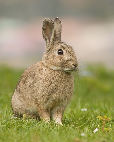 european rabbit